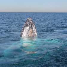 Whale Watching Ballina | 6 River St, Ballina NSW 2478, Australia