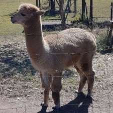 Yengarie Alpacas | 65 Station Rd, Yengarie QLD 4650, Australia