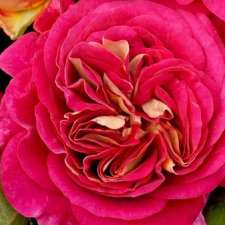 KINGSTON PARK ESTATE Roses | 1484 Wisemans Ferry Rd, Maroota NSW 2756, Australia