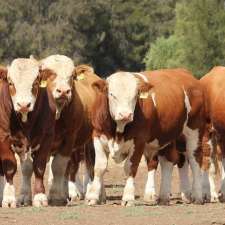 Billa Park Simmentals | 2640 Dulacca S Rd, Dulacca QLD 4424, Australia