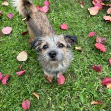 Little Woofs Doggy Daycare | Establishment | 611b Wisemans Ferry Rd, Somersby NSW 2250, Australia