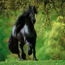 Black Opal Friesians | 210 Boyland Rd, Boyland QLD 4275, Australia