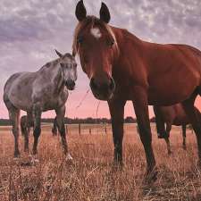 Cobboboonee Horse Riding Pty Ltd | 211 Hodgetts Rd, Gorae VIC 3305, Australia