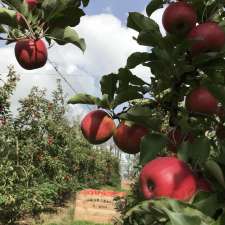 Coorara Estate Apples | 1560 Mount McIntyre Rd, Kalangadoo SA 5278, Australia