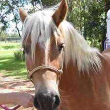 Danbury Park Equitation | 101 Dandenong-Hastings Rd, Somerville VIC 3912, Australia