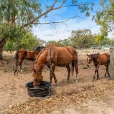 Herron Horse Agistment | 161 Mount John Rd, Herron WA 6211, Australia