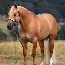 Crownk Quarter Horse Stud | 4592 Golden Hwy, Merriwa NSW 2329, Australia