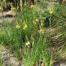 Gardiner's Creek Trail Ashwood | Gardiners Creek Trail, Ashwood VIC 3147, Australia