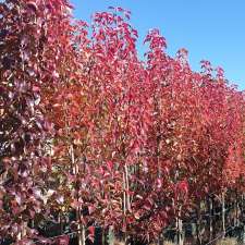 Production Tree Nursery | 45 Ondit Rd, Winchelsea VIC 3241, Australia