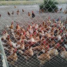 Chook eggs | 615 Gingin Brook Rd, Muckenburra WA 6503, Australia