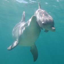 Dolphin Discovery Centre | Anchorage Cove, off Koombana Dr, Bunbury WA 6230, Australia