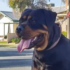 Von Konigin World Champion Rottweilers | 14 Banyule Ct, Kyabram VIC 3620, Australia