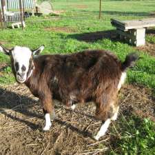 Saffron Hill Miniature Goats | 33 Rianna Rd, The Dawn QLD 4570, Australia