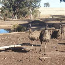 Tinakori Animal Farm | Tinakori Animal Farm, 150 Kierces Rd, Clunes VIC 3370, Australia