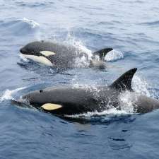 Naturaliste Charters Whale Watching & Killer Whale Expeditions | 25 Dunn Bay Rd, Dunsborough WA 6281, Australia