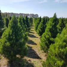 Parma Christmas Tree Farm | 751 Parma Rd, Parma NSW 2540, Australia