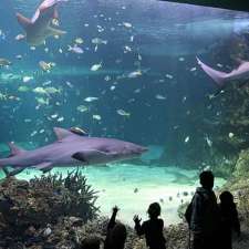 SEA LIFE Sydney Aquarium | 1-5 Wheat Rd, Sydney NSW 2000, Australia