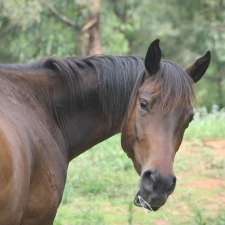 Nature's Therapy Room | Narrowleaf Rd, Advancetown QLD 4211, Australia