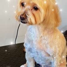 Scissor 'N' Strip Canine Grooming Salon | Shop 1/2 Stradbroke St, Rockville QLD 4350, Australia