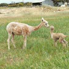 Alpacas Chaparral | 20027 Spencer Hwy, Minlaton SA 5575, Australia