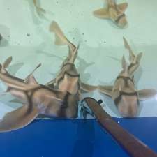 The Shark and Ray Rescue Centre | 686 Marsh Rd, Bobs Farm NSW 2316, Australia