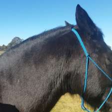 Mendez Equestrian Centre | 176 Badgerys Lookout Rd, Tallong NSW 2579, Australia