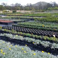 Antz Plants | 67 Alberton Rd, Alberton QLD 4207, Australia
