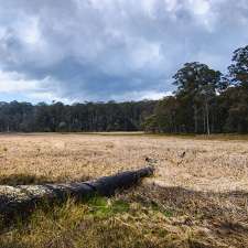 New Country Swamp campground | Mummel Gulf Track, Yarrowitch NSW 2354, Australia