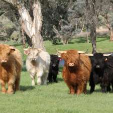 Ennerdale Highland Cattle - Open by Appointment only | Erinmist, 202 White Flag Rd, Binalong NSW 2584, Australia