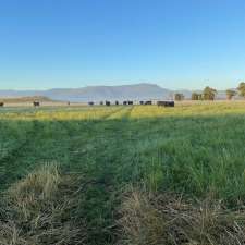 Richmond Hill Angus and Southdowns | 260 Liffey Rd, Bishopsbourne TAS 7301, Australia