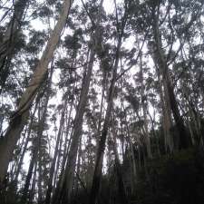 Mount Imlay National Park | Towamba NSW 2550, Australia