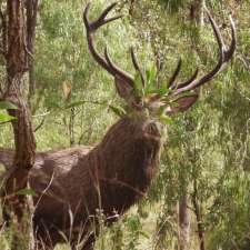 Gympie Taxidermy | 51 Watergum Dr, Pie Creek QLD 4570, Australia