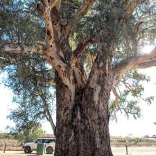 Giant Red Gum Tree | Orroroo SA 5431, Australia