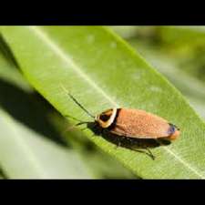 EarthWise Greener Pest Solutions | 67 Magill Rd, Stepney SA 5069, Australia