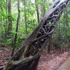 Daintree Rainforest | 2333 Cape Tribulation Rd, Cape Tribulation QLD 4873, Australia