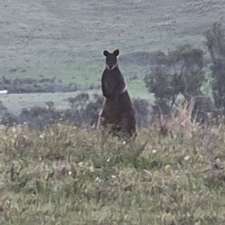 Mystery Bay Kelp | 31 Casey Cres, Mystery Bay NSW 2546, Australia