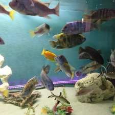Belle's Aquarium | 7 Florence St, Herberton QLD 4887, Australia