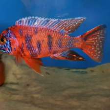 Full spectrum african cichlids | Remembrance Dr, Cardigan VIC 3352, Australia