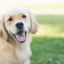 Canine Therapy | 46 Heffron Way, Gabbadah WA 6041, Australia