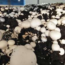 Lakebridge Mushrooms | 117 Oakville Rd, Oakville NSW 2765, Australia