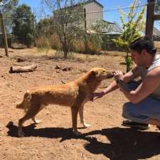 Bushland Dingo Haven | 1396 Dookie-Violet Town Rd, Upotipotpon VIC 3669, Australia