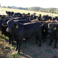 Goondicum Pastoral Co | Goondicum Creek, Yarrol QLD 4630, Australia