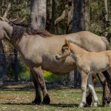 Glencadem Farm | 734 Cundinup South Road, Nannup WA 6275, Australia