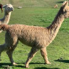 Boolaroo Suri Alpacas | 1325 Bloomfield Rd, Crossover VIC 3821, Australia