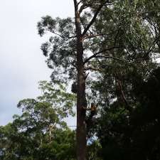 Dinsdale Tree Services | 13 Monteith St, Cringila NSW 2502, Australia