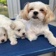 Maltese Shih Tzu Puppies | 12 Malakoff St, Biloela QLD 4715, Australia