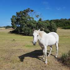 Bimbi Park Trail Rides | 88 Manna Gum Dr, Cape Otway VIC 3233, Australia