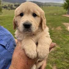 High Country Retrievers | 45 McCormacks Rd, Merrijig VIC 3723, Australia