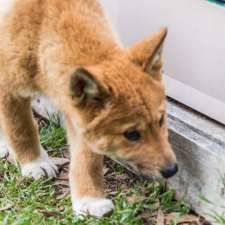 Dingo Discovery Sanctuary, Research and Education Centre | 366-400 Gisborne-Melton Rd, Toolern Vale VIC 3337, Australia