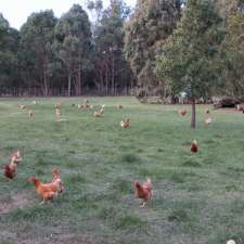 Egg-erton Free Range Eggs | 61 Egerton-Bungeeltap Rd, Mount Egerton VIC 3352, Australia
